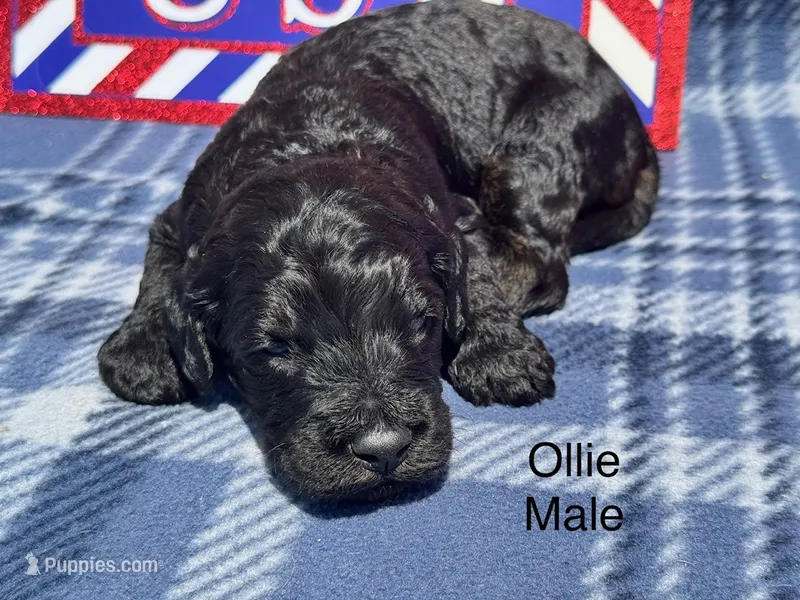 Ollie – Goldendoodle puppy for sale in Fredericktown, MO