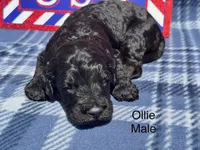 Ollie, a male Goldendoodle for sale in Fredericktown, MO – 1 of 1