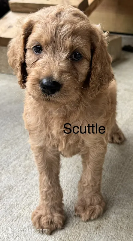 Scuttle – Goldendoodle puppy for sale in Fredericktown, MO