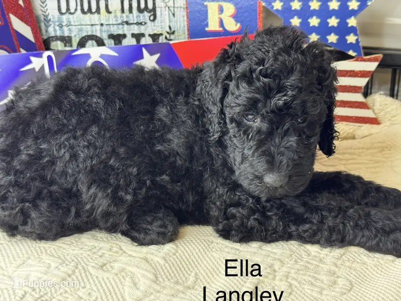 Ella Langley – Poodle - Standard  puppy for sale in Fredericktown, MO