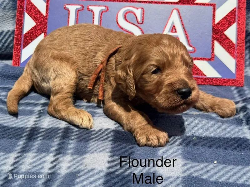 Flounder – Goldendoodle puppy for sale in Fredericktown, MO