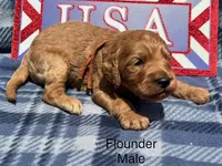 Flounder, a male Goldendoodle for sale in Fredericktown, MO – 1 of 1