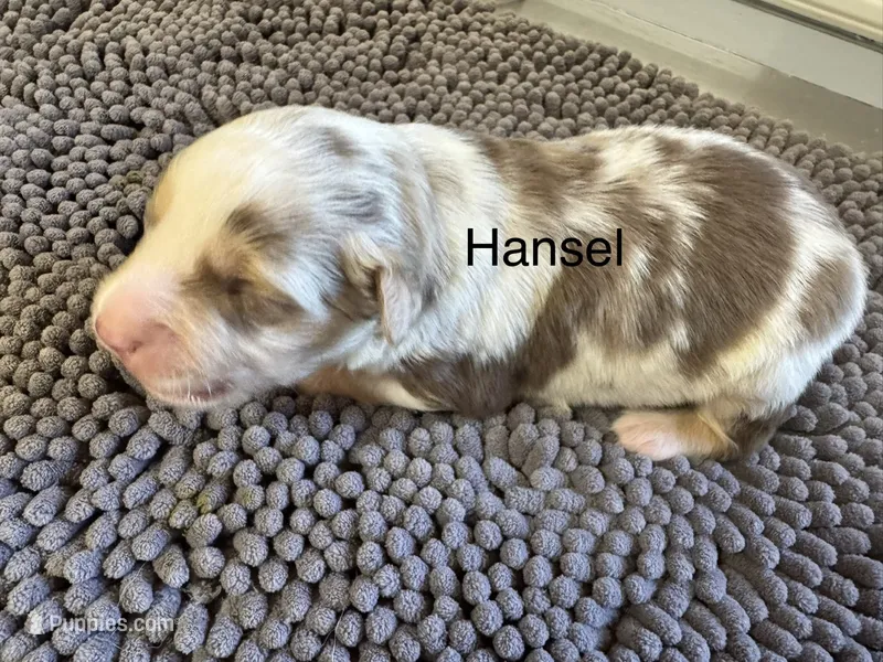 Hansel – Miniature Australian Shepherd puppy for sale in Fredericktown, MO