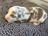 Hansel, a male Miniature Australian Shepherd for sale in Fredericktown, MO – 1 of 1