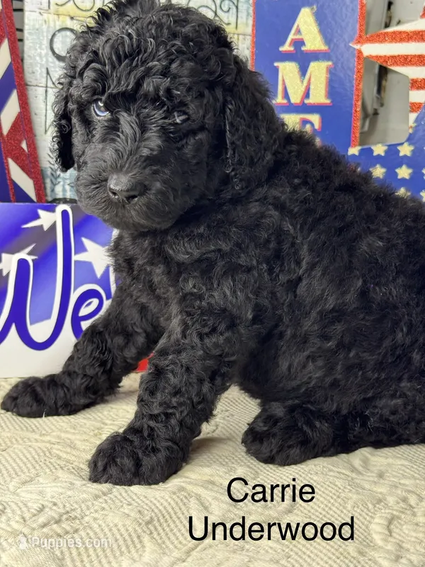 Carrie Underwood – Poodle - Standard  puppy for sale in Fredericktown, MO