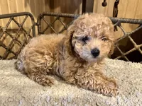 Magnolia, a female Poodle - Toy  for sale in Fredericktown, MO – 2 of 3