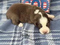 Firefly, a male Australian Shepherd for sale in Fredericktown, MO – 1 of 1