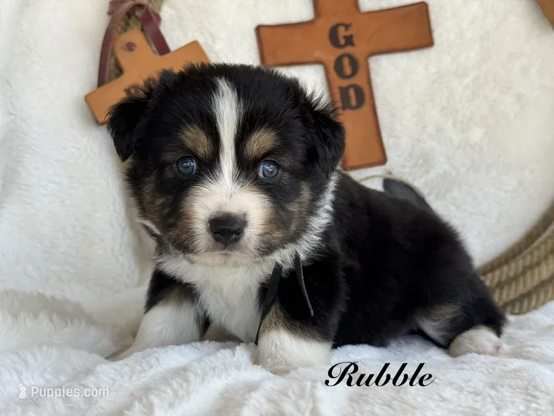 Rubble – Miniature Australian Shepherd puppy for sale in Fredericktown, MO