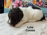 Luke Combs, a male Poodle - Standard  for sale in Fredericktown, MO – 1 of 1
