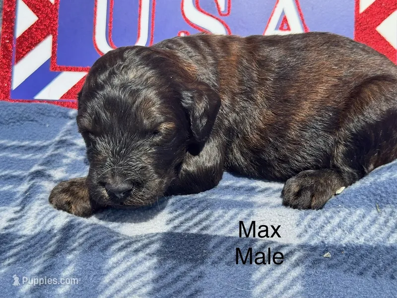 Max – Goldendoodle puppy for sale in Fredericktown, MO