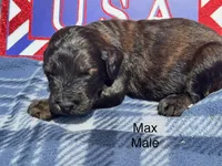Max, a male Goldendoodle for sale in Fredericktown, MO – 1 of 1