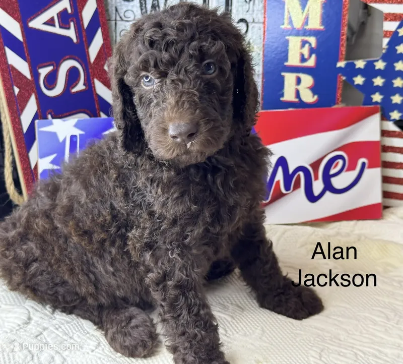 Alan Jackson – Poodle - Standard  puppy for sale in Fredericktown, MO