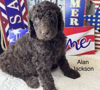 Alan Jackson, a male Poodle - Standard  for sale in Fredericktown, MO – 2 of 3