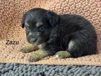 Zazu, a male Miniature Australian Shepherd for sale in Fredericktown, MO – 2 of 3