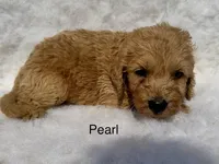 Pearl, a female Goldendoodle for sale in Fredericktown, MO – 2 of 3