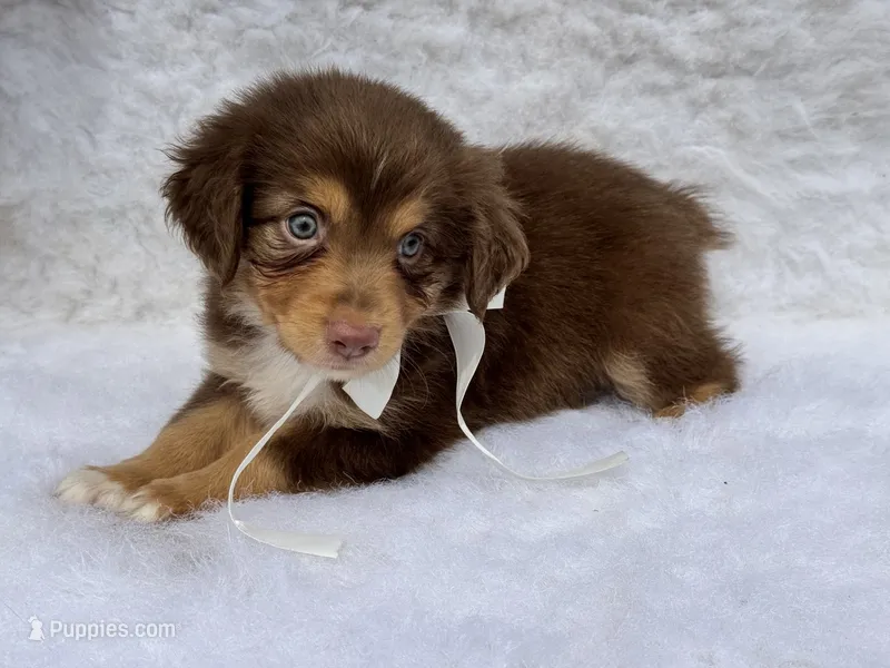 Rapunzel – Miniature Australian Shepherd puppy for sale in Fredericktown, MO