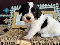 Ray, a male Cavapoo for sale in Fredericktown, MO – 1 of 1