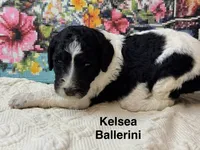 Kelsea Ballerini, a female Poodle - Standard  for sale in Fredericktown, MO – 1 of 1
