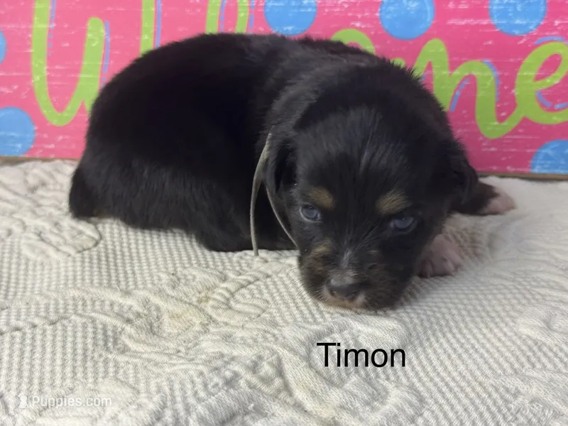 Timon – Miniature Australian Shepherd puppy for sale in Fredericktown, MO