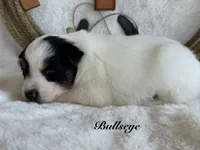 Bullseye, a male Miniature Australian Shepherd for sale in Fredericktown, MO – 1 of 1