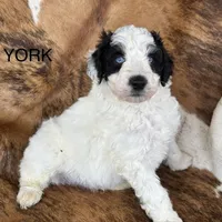 York, a male Aussiedoodle for sale in Fredericktown, MO – Photo 4 of 6