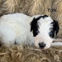 York, a male Aussiedoodle for sale in Fredericktown, MO – Photo 5 of 6