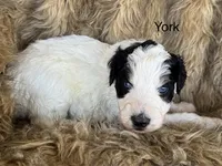 York, a male Aussiedoodle for sale in Fredericktown, MO – Photo 1 of 2