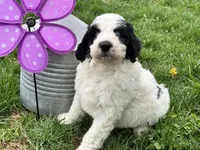 York, a male Aussiedoodle for sale in Fredericktown, MO – Photo 2 of 6