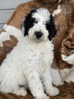 York, a male Aussiedoodle for sale in Fredericktown, MO – Photo 1 of 6