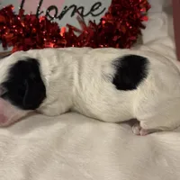 York, a male Aussiedoodle for sale in Fredericktown, MO – Photo 6 of 6