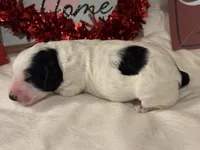 York, a male Aussiedoodle for sale in Fredericktown, MO – Photo 2 of 2