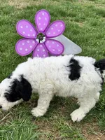 York, a male Aussiedoodle for sale in Fredericktown, MO – Photo 3 of 6