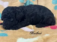 Heihei, a male Poodle - Toy  for sale in Fredericktown, MO – 1 of 1