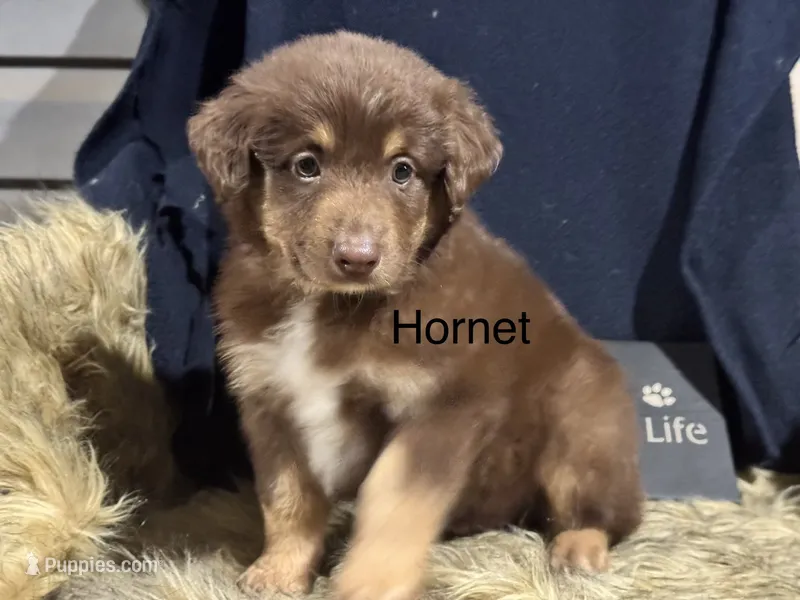 Hornet – Australian Shepherd puppy for sale in Fredericktown, MO