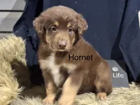 Hornet, a male Australian Shepherd for sale in Fredericktown, MO – 1 of 3