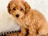 Magnolia, a female Poodle - Toy  for sale in Fredericktown, MO – 3 of 3
