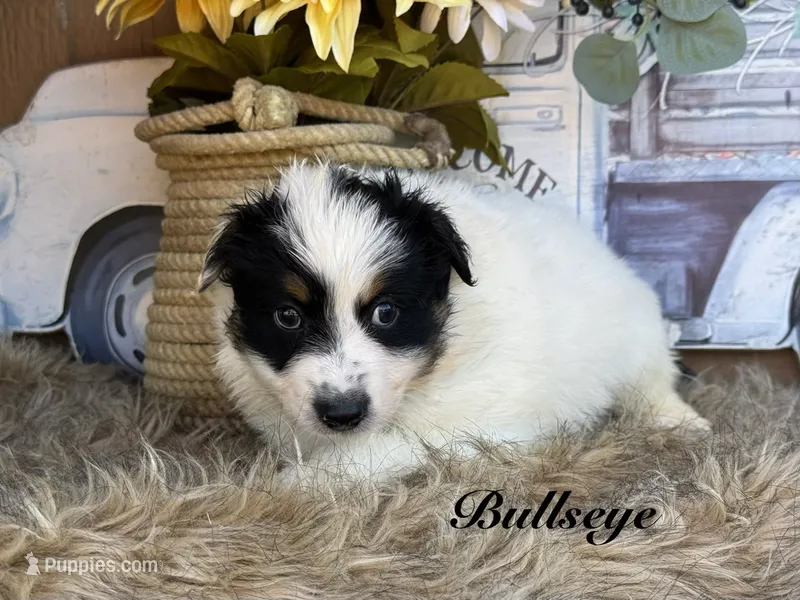 Bullseye – Miniature Australian Shepherd puppy for sale in Fredericktown, MO