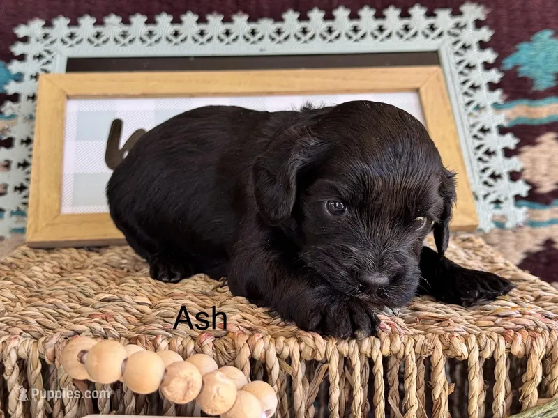 Ash – Cavapoo puppy for sale in Fredericktown, MO