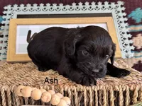 Ash, a male Cavapoo for sale in Fredericktown, MO – 1 of 1