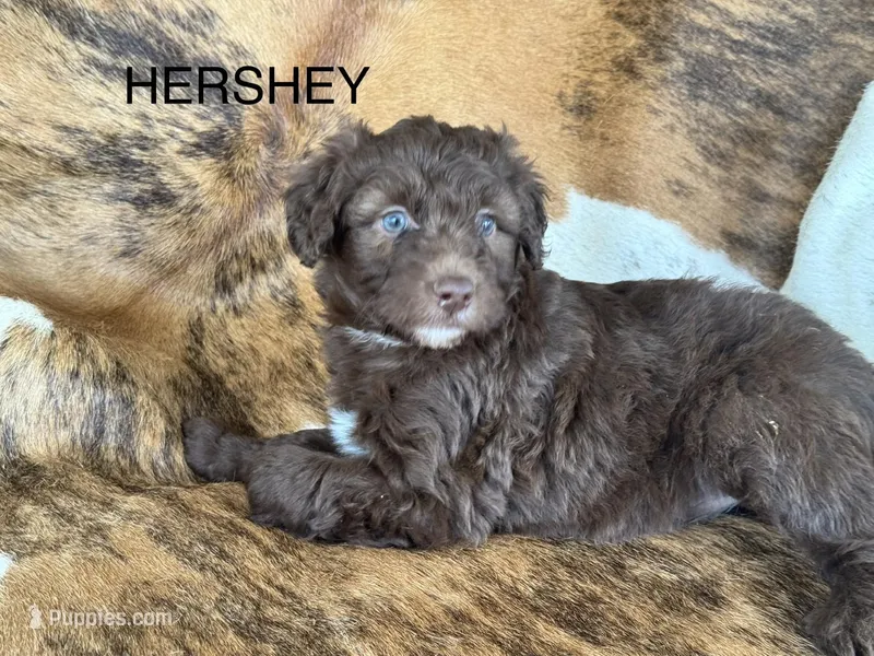 Hershey