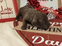 Hershey, a female Aussiedoodle for sale in Fredericktown, MO – Photo 2 of 2