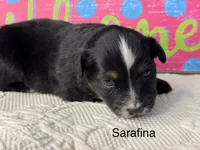 Sarafina, a female Miniature Australian Shepherd for sale in Fredericktown, MO – 1 of 1