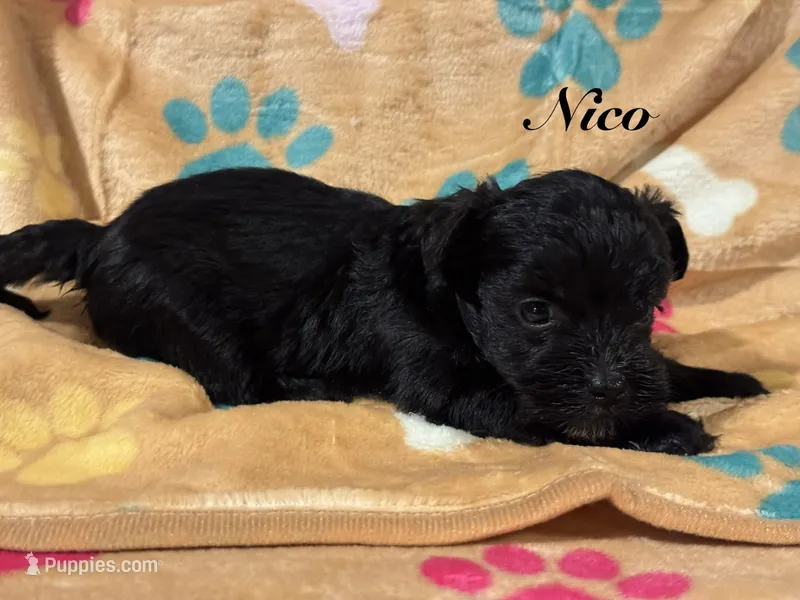 Nico – Yorkipoo puppy for sale in Fredericktown, MO