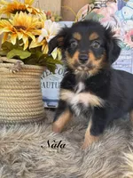 Nala, a female Miniature Australian Shepherd for sale in Fredericktown, MO – 1 of 3