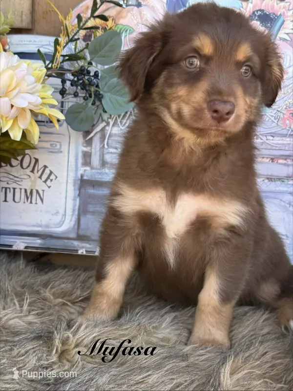 Mufasa – Miniature Australian Shepherd puppy for sale in Fredericktown, MO