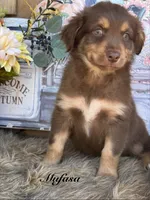 Mufasa, a male Miniature Australian Shepherd for sale in Fredericktown, MO – 1 of 3
