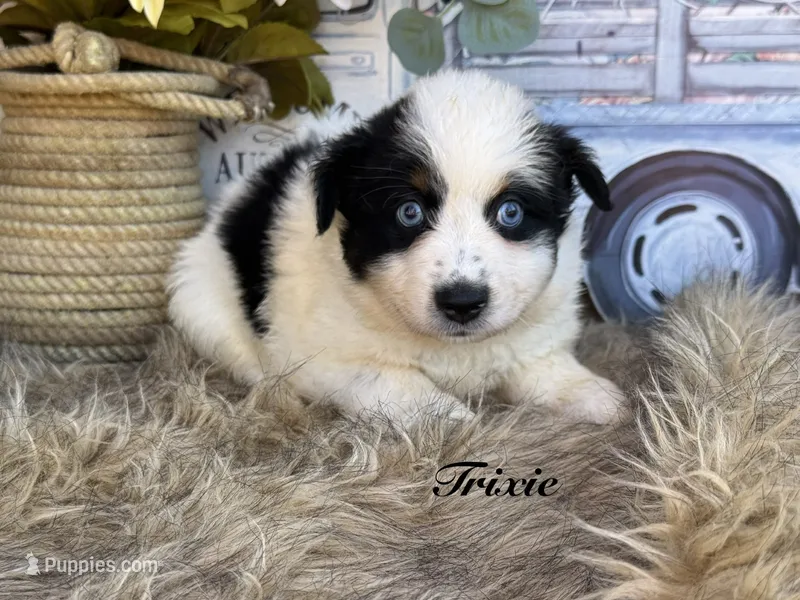 Trixie – Miniature Australian Shepherd puppy for sale in Fredericktown, MO