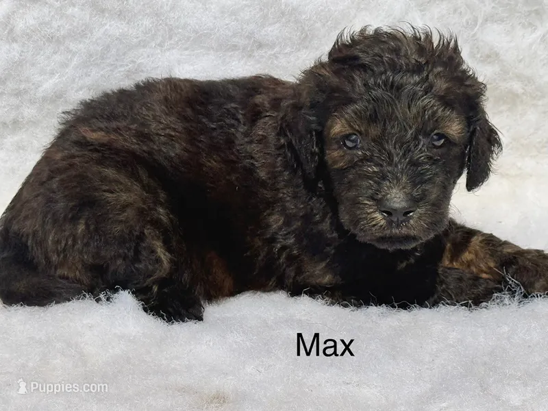 Max – Goldendoodle puppy for sale in Fredericktown, MO