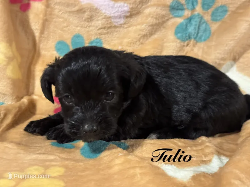 Tulio – Yorkipoo puppy for sale in Fredericktown, MO