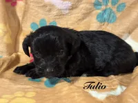 Tulio, a male Yorkipoo for sale in Fredericktown, MO – 1 of 1